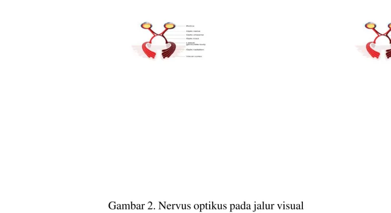 Gambar 2. Nervus optikus pada jalur visual