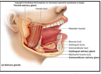 Gambar 2.1     Glandula saliva 14