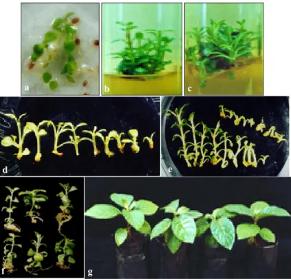 Gambar  1.    Kultur  in  vitro  tanaman    kina  (a)  kecambah  in  vitro  umur  3-4  minggu  yang  digunakan  sebagai sumber eksplan, (b) multiplikasi tunas apikal umur delapan minggu, (c) multiplikasi  tunas aksiler umur delapan minggu, (d)  pemisahan t