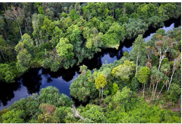 Gambar 3. Hutan Gambut Sumber : wikipedia.com