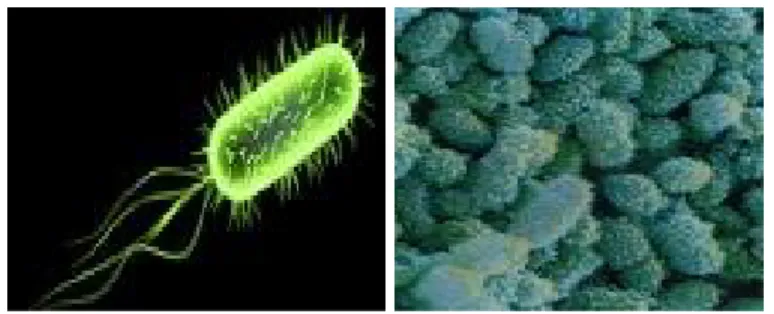 Gambar 2.5 Haemophilus influenzae