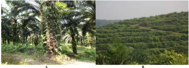 Gambar 3. Perbandingan nilai kekayaan jenis (D mg ) antar kedua  tipe tutupan hutan 
