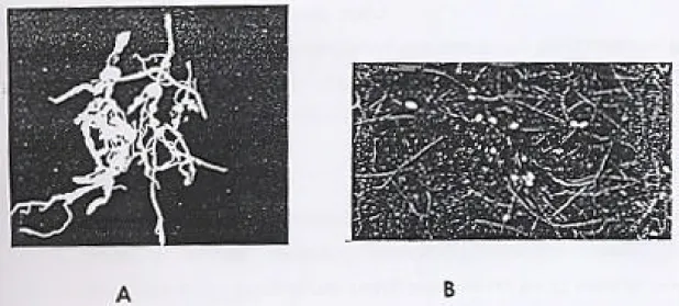 Gambar 1. Gejala serangan nematoda parasit tanaman 