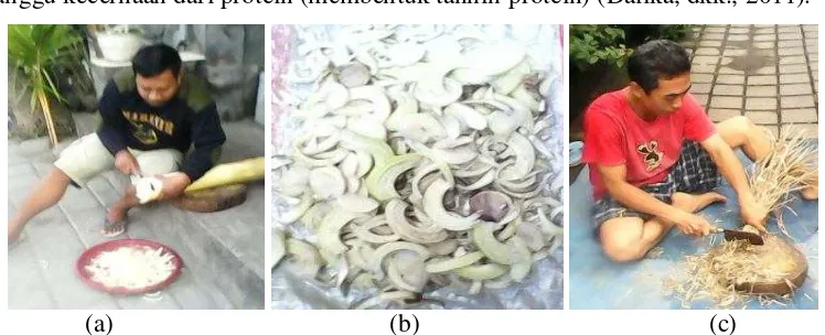 Gambar 1. Pengririsan batang pisang (a), penjemuran (b) dan pemotongan jerami padi (c)  