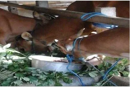Gambar 3. Pemberian produk pakan pada ternak sapi bali milik anggota subak 