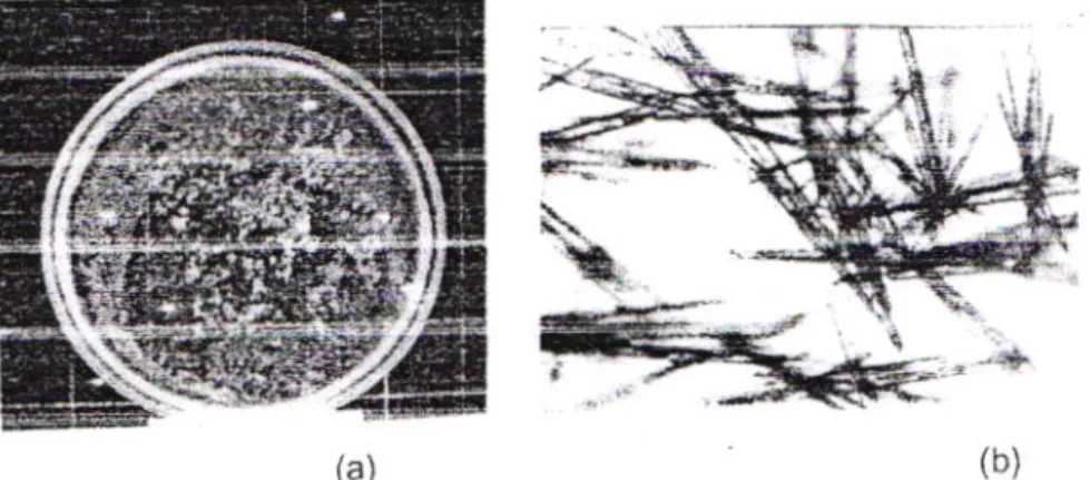 Gambar  5. Fcto  Kristal  asam  p-(2-futil)  akrilat Hasil Rekristalisasi dengan  Pela'ut Campuran  Petroleum  eter-Kloroform  (a) dan  bentuk  kristal  di3mati dengan  kamera  folomikrografi.