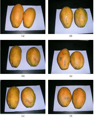 Gambar 22 Warna buah pepaya IPB 1 setelah pematangan; (a) 20oC 50 ppm, (b) 20oC 100 ppm, (c) 20oC 150 ppm, (d) 25oC 50 ppm, (e) 25oC 100 ppm, (f) 25oC 150 ppm
