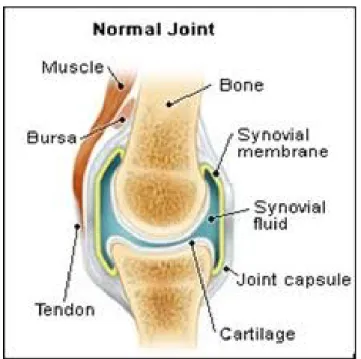 Gambar 2.1 Sendi normal Sumber : www.emedicine.com