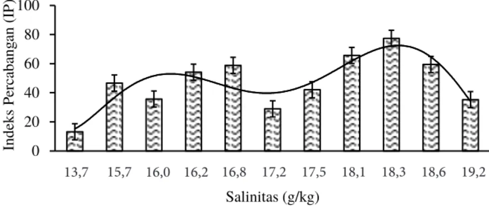 Gambar 5. Rata-rata indeks percabangan (IP) rumput laut Gracilaria spp. di tambak pada salinitas 13,7–19,2g/L