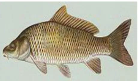 Gambar 2. Ikan Mas  (Sumber : www.google.com)  Kerajaan       :       Animalia  Filum               :       Chordata  Kelas       :       Actinopterygii  Ordo                :       Cypriniformes  Famili              :       Cyprinidae  Genus              