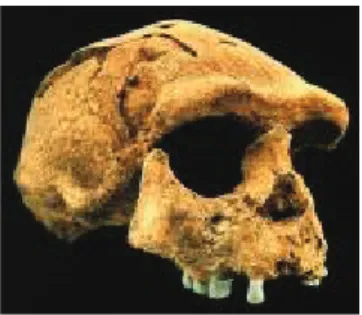 Gambar 4. Fosil Sangiran 17,  Salahsatu  Temuan  Manusia  Purba (homo erectus) di Situs  Sangiran 