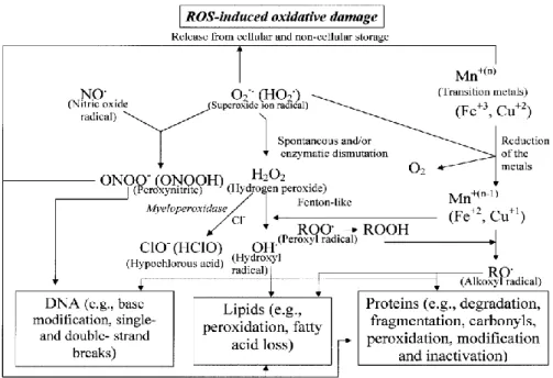Gambar 2.1 Kerusakan Akibat Reaktif Oksigen Spesies   Sumber : Kohen dan Nyska (2002) 