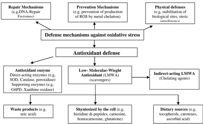 Gambar 2.3 Klasifikasi Mekanisme Pertahanan Antioksidan Seluler .           Sumber :Kohen dan Nyska (2002) 