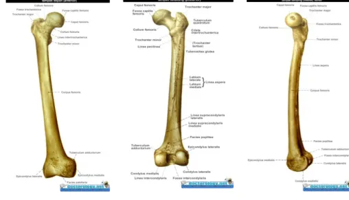 Gambar 1. Tulang paha, femur, tampak depan, belakang, medial