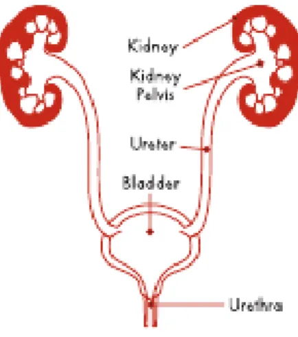 Gambar 1. Struktur Saluran Kemih Manusia  Sumber: www.kidney.org 