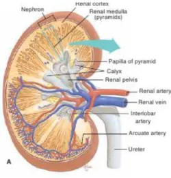 Gambar 2. Struktur Anatomi Ginjal