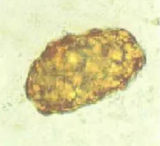 Gambar 5. infertile egg