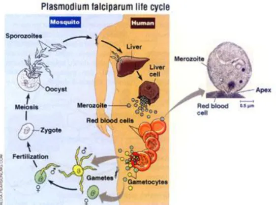 Gambar 1.1 siklus hidup plasmodium falciparum 