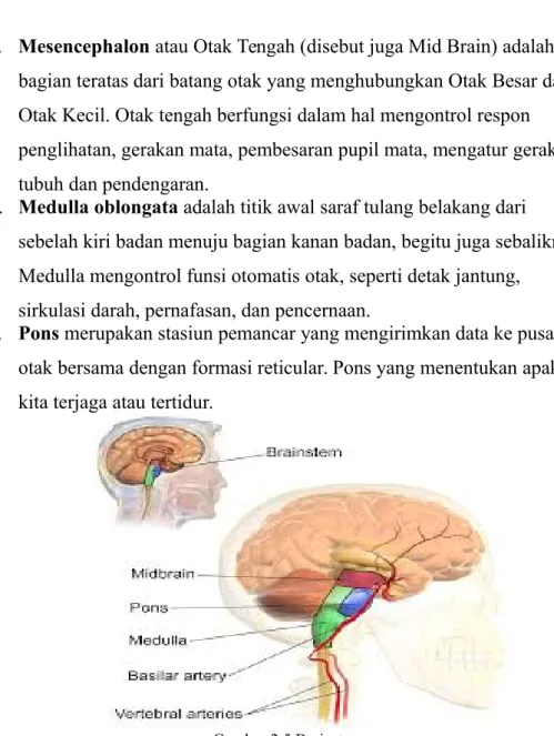 Gambar 2.5 Brainstem