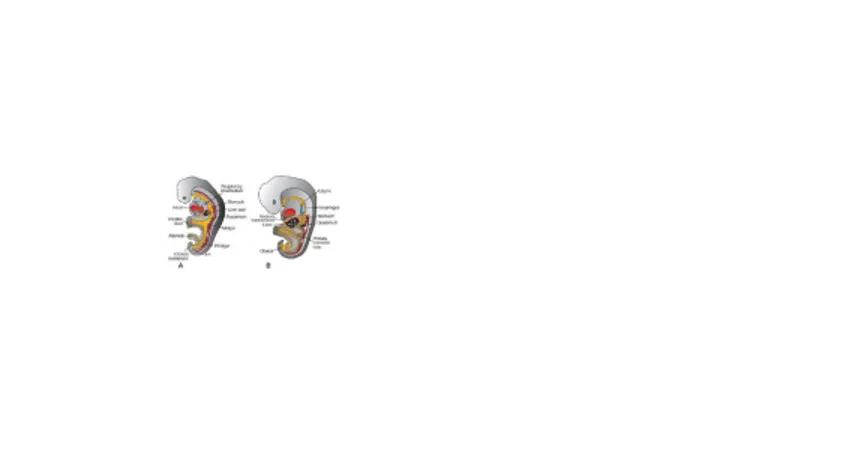 Gambar 2.13.  Perkembangan Divertikulum Hepatis Menembus Septum Tranversum