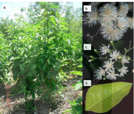 Gambar 2.2  a: Tanaman Afrika (Vernonia amygdalina), b&amp;c: Bunga  dan d:daun (Keong et al, 2010) 