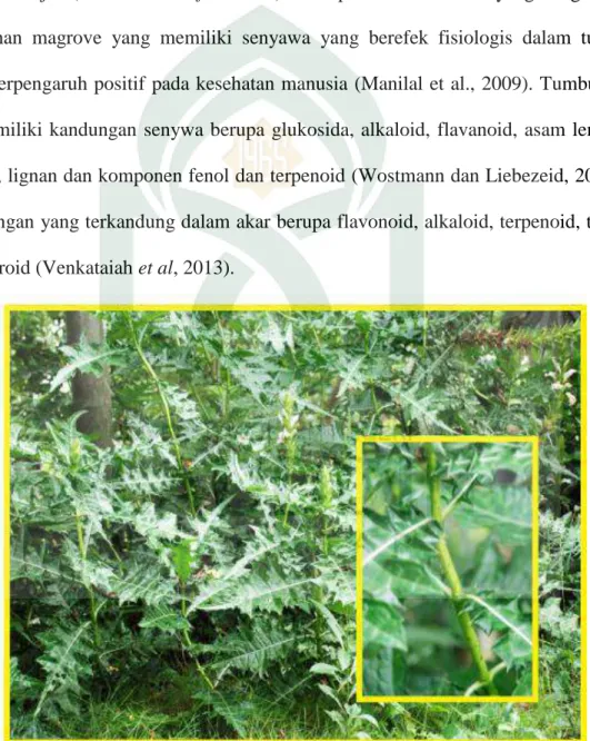 Gambar 2.3  Tanaman Daruju (Acanthus ilicifolius L.)   (Badan POM RI, 2007) 