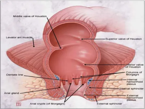 Gambar 1. Anatomi Anorektal