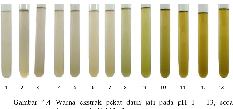Gambar 4.4 Warna ekstrak pekat daun jati pada pH 1 - 13, secara 