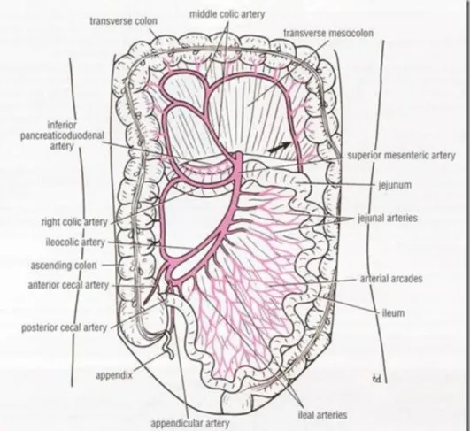 Gambar 2.1. Arteri Mesenterica Superior 5   