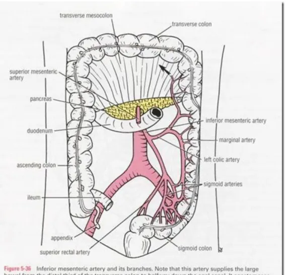 Gambar 2.2. Arteri Mesenterica Inferior 5   