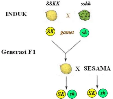 Gambar 2.18  Generasi F1 dihibrid