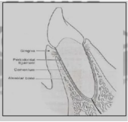 Gambar 1. Jaringan Periodontal 