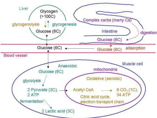 Gambar 3. Metabolisme glukosa (Anonim f, 2006) 
