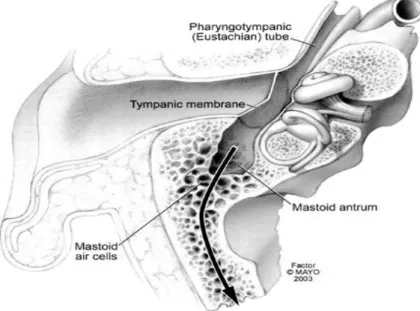 Gambar 4. Mastoid 