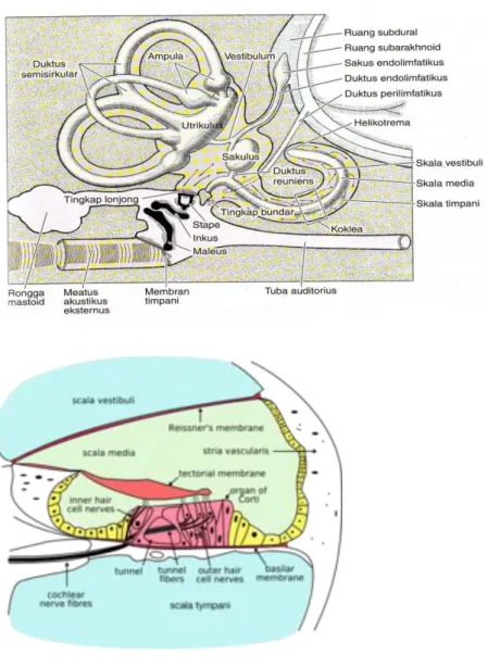 Gambar 5. Telinga dalam 