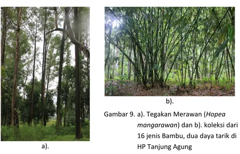 Gambar 9. a). Tegakan Merawan (Hopea  mangarawan) dan b). koleksi dari  16 jenis Bambu, dua daya tarik di  HP Tanjung Agung 