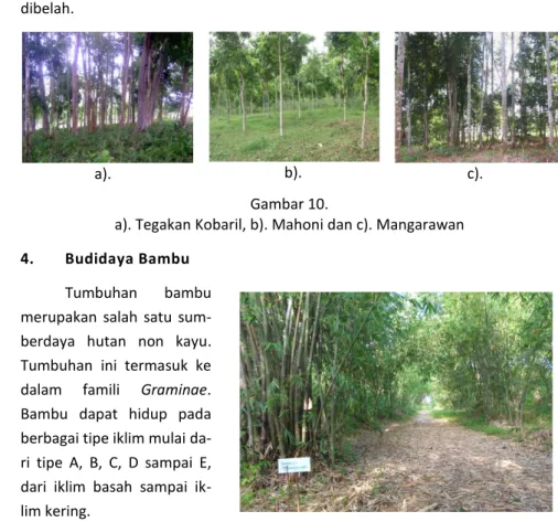 Gambar 11.  Tanaman Bambu                                        di HP Tanjung Agung 