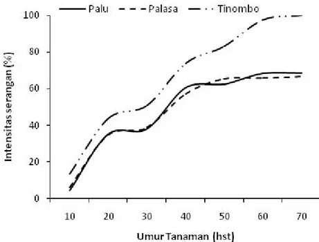 Gambar 1. Intensitas serangan lalat pengorok daun pada bawang merah varietas Palu, Palasa, dan Tinombo pada hari ke 10–70 hst