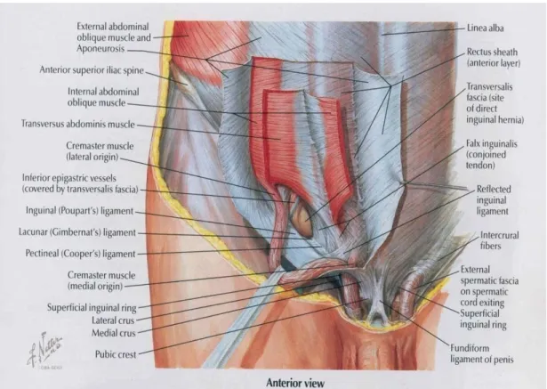 Gambar 1. Anatomi anterior 