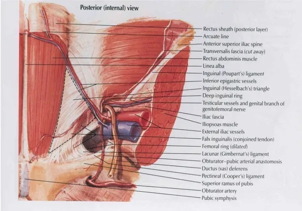 Gambar 2. Anatomi posterior 