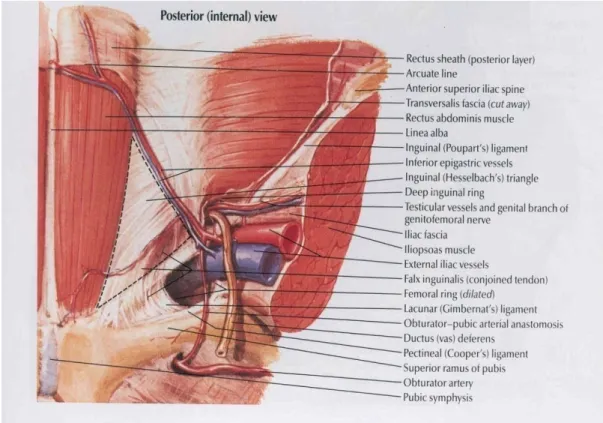 Gambar 2. Anatomi posterior 