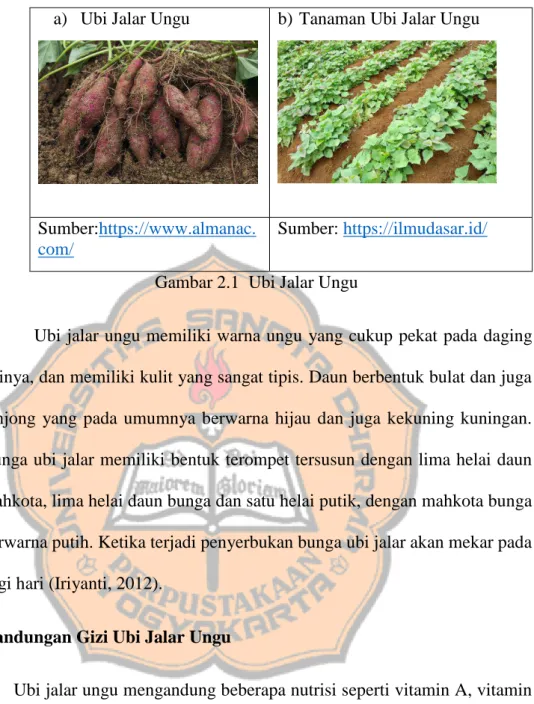 Gambar 2.1  Ubi Jalar Ungu 