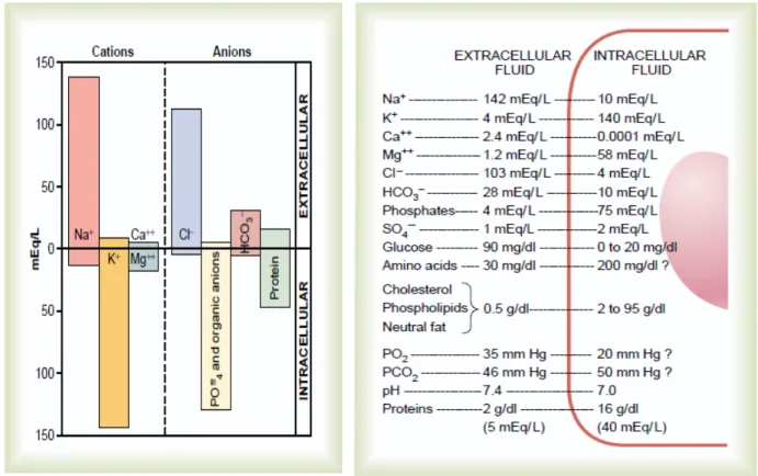 Gambar 2. Elektrolit dan bahan lainnya pada intraseluler dan Ekstraseluler