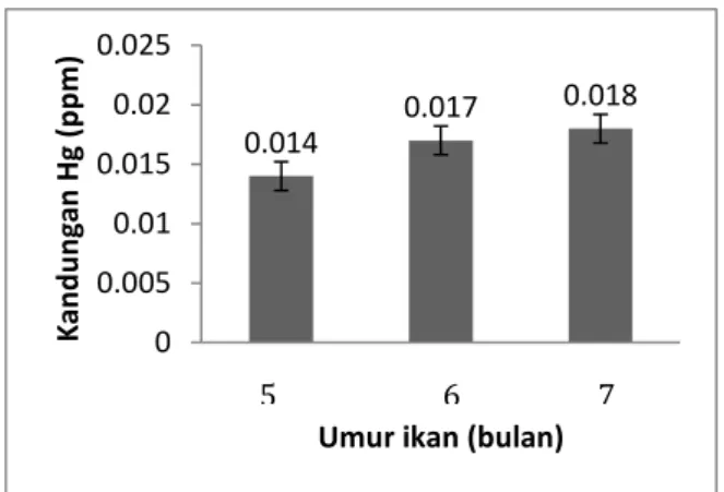 Gambar 1.  Diagram  kandungan  merkuri  rerata  pada  daging  ikan  nila  umur  5-7    bulan  pada keramba 1 