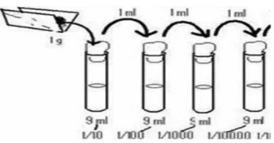 Gambar 1. Metode cawan untuk menghitung jumlah koloni bakteri  
