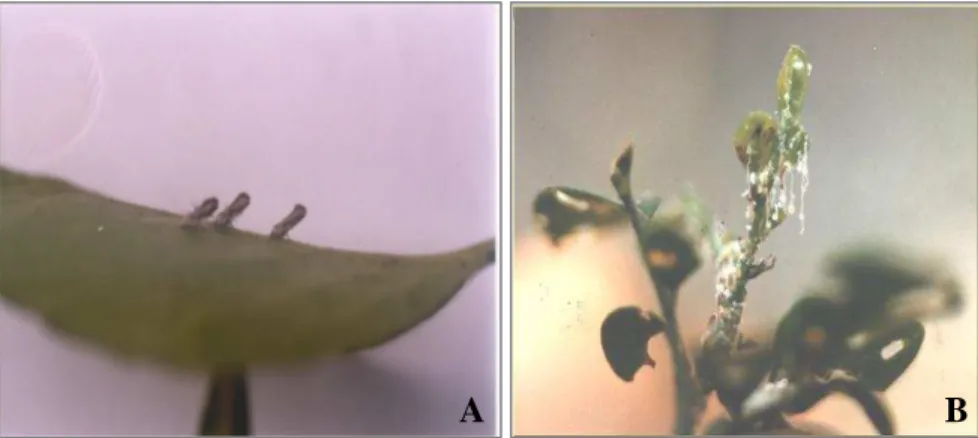Gambar 2.  Serangga  D.  citri  yang  biasanya  dalam  posisi  menungging (A) dan pupus jeruk terserang oleh D