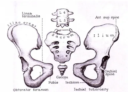 Gambar 2. Tulang pembentuk pelvis 