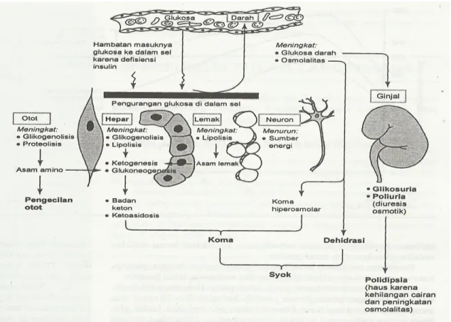 Gambar   1.3   Metabolisme   abnormal   dan   simtomatologi   utama   pada   diabetes melitus.