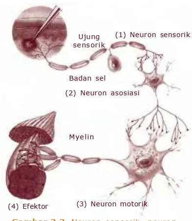 Gambar 3.3 Neuron sensorik, neuron