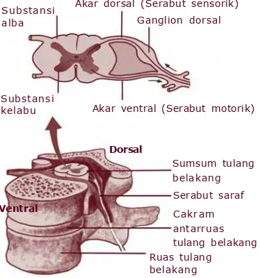 Gambar 3.7 Diagram  penam pangm elintang sum sum  tulang belakang